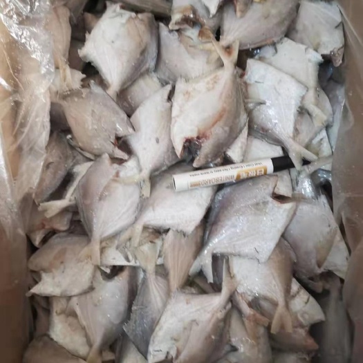 大连银鲳鱼  去头小鲳鱼毛重20斤