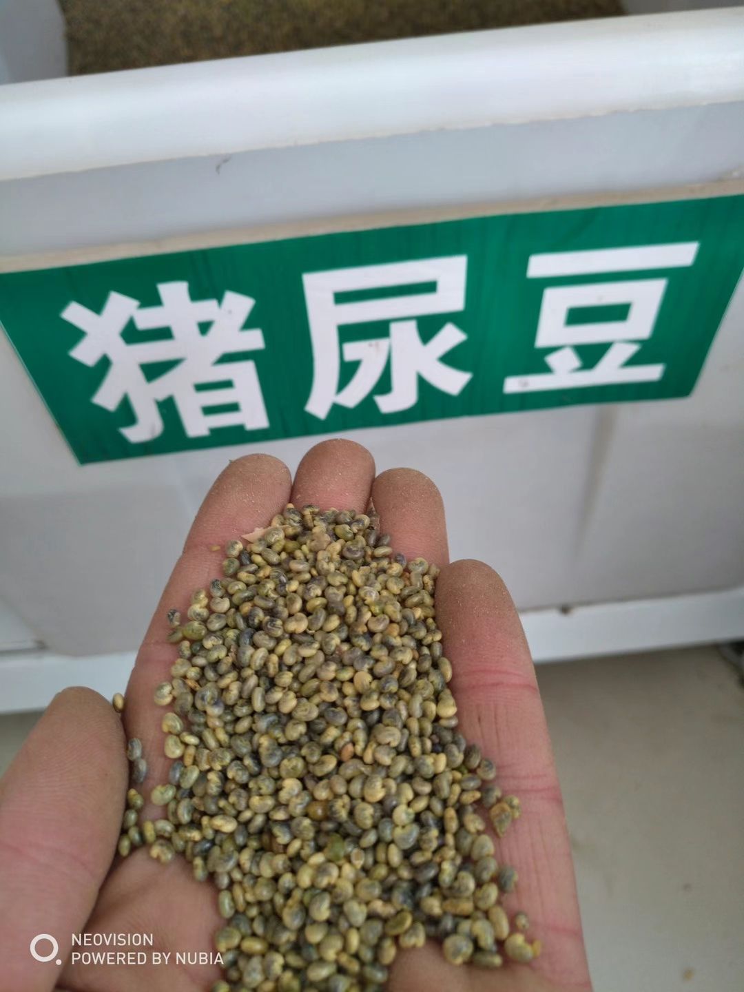 郑州木豆种子  猪屎豆种子  植物盐碱地贫瘠高速护坡植物猪屎豆种子四季灌木