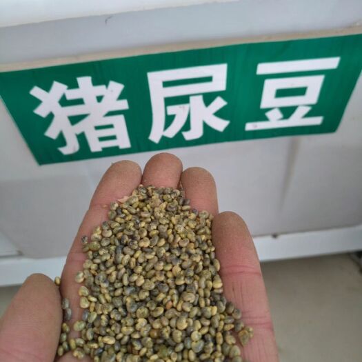 郑州木豆种子  猪屎豆种子  植物盐碱地贫瘠高速护坡植物猪屎豆种