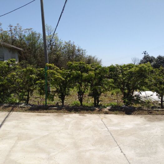 利川市小叶黄杨树
