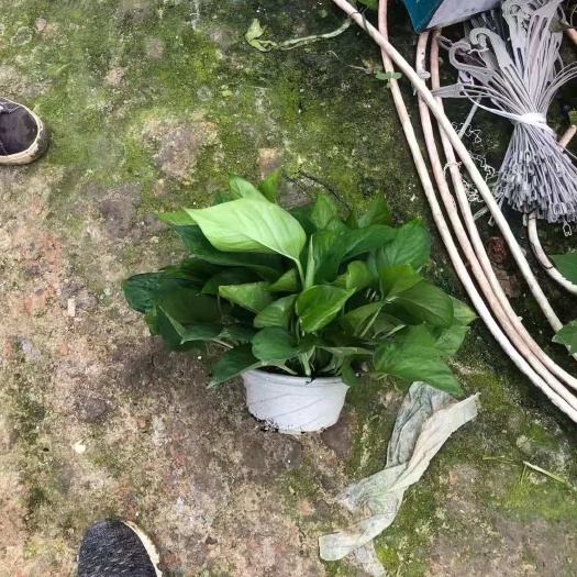广州绿萝  180白盆A货，纯营养土，资量保证