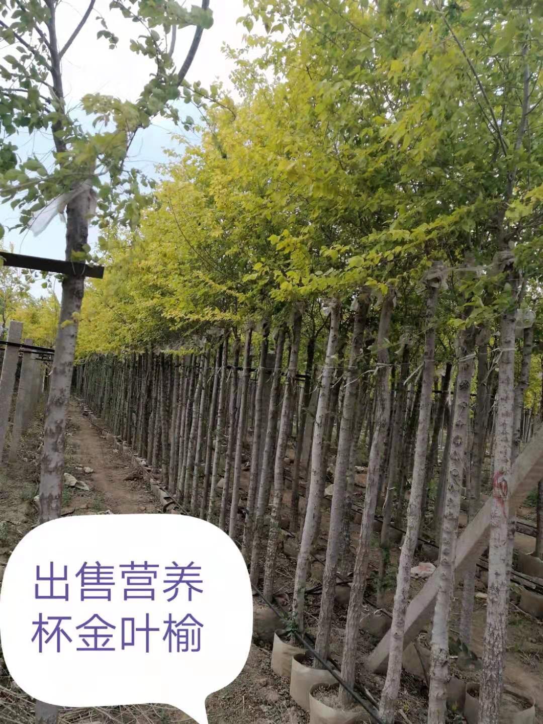  出售4公分5公分6公分美植袋高杆金叶榆 数量大 有几千棵