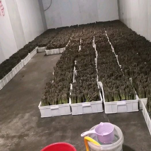 汾阳市 绿芦笋