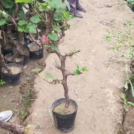 晋州市葡萄苗  营养杯葡萄树盆栽大葡萄树