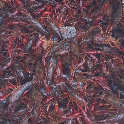 洪湖市荆楚优品湖味鲜鲜活小龙虾洪湖小龙虾底板干净速度来单