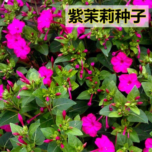 紫茉莉种子  花种草茉莉红茉莉地雷花夜饭花籽家庭阳台庭院