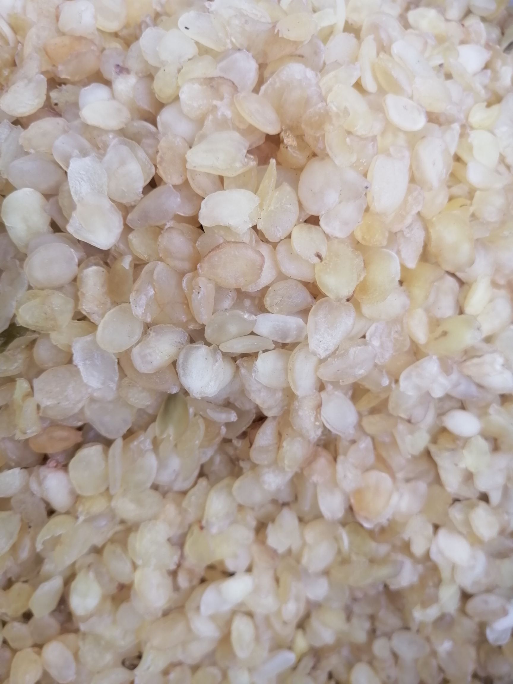 皂角米、雪莲子贵州织金县产地皂角米雪莲子