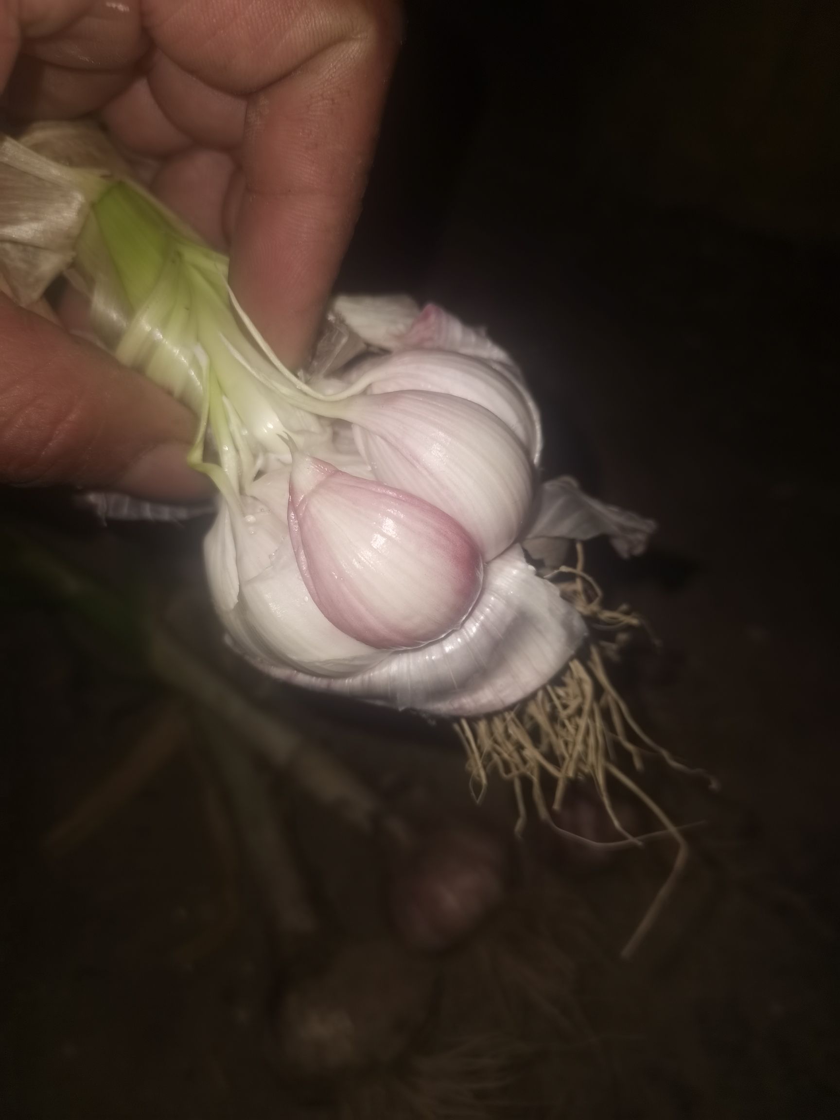 红皮蒜 江苏丰县紫皮大蒜开始上市