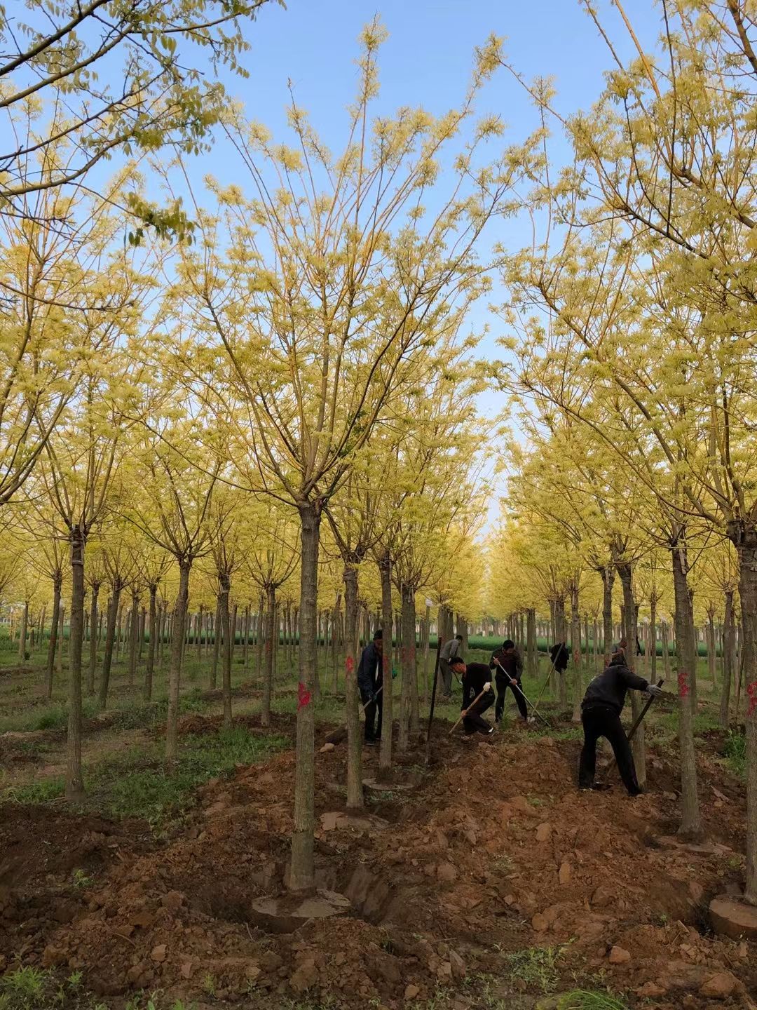 8-9-10公分金枝槐