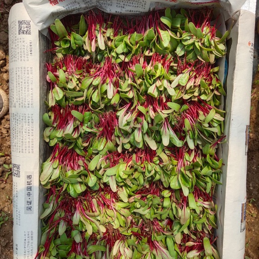 甜菜苗特色芽苗菜盘饰苗菜基地供货