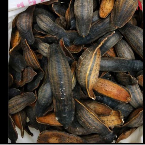 熟水蛭 炙水蛭 炒水蛭 烫水蛭干 制水至中药材蚂蝗正品