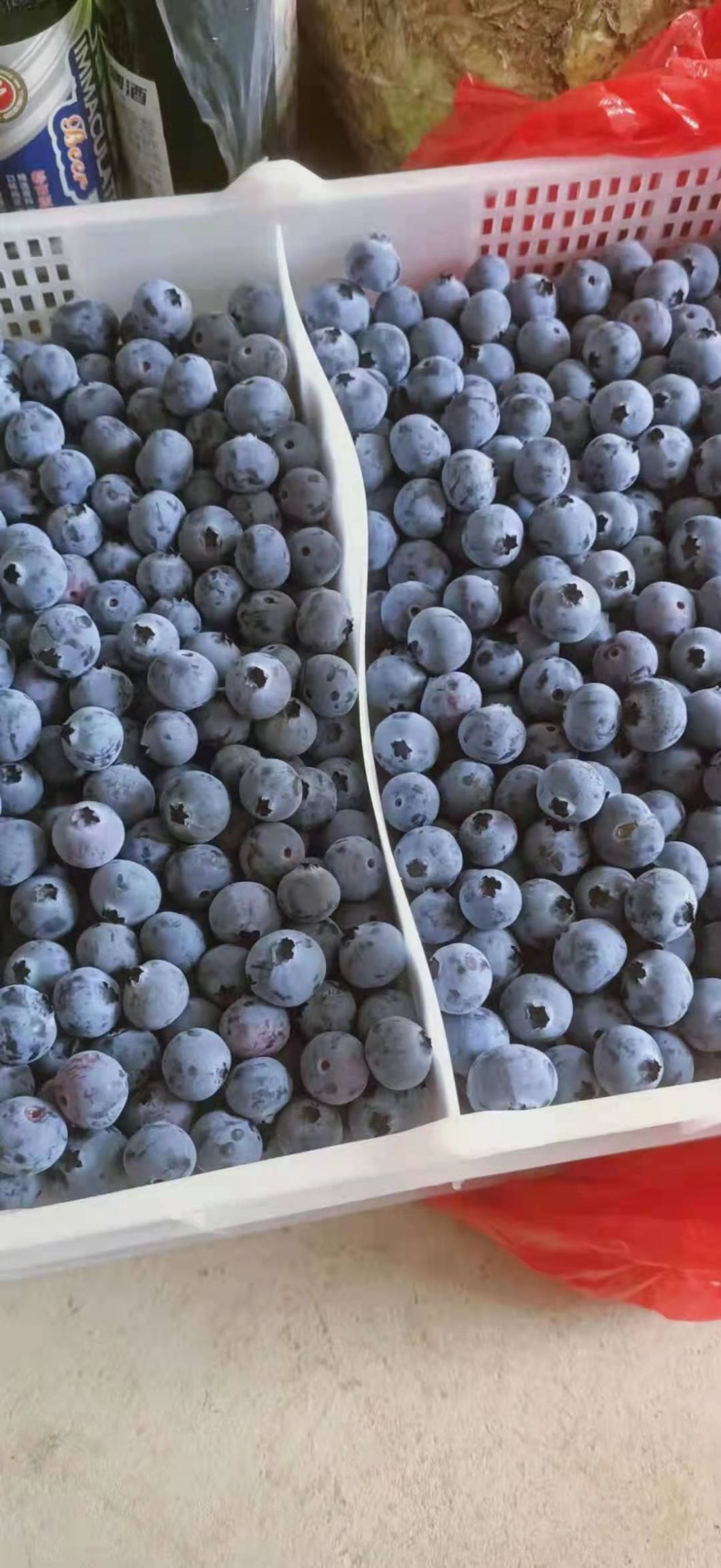 蓝莓大果  大量供应