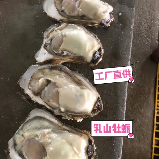 乳山市三倍体生蚝  乳山生蚝 工厂直发 养殖基地 可在线交易