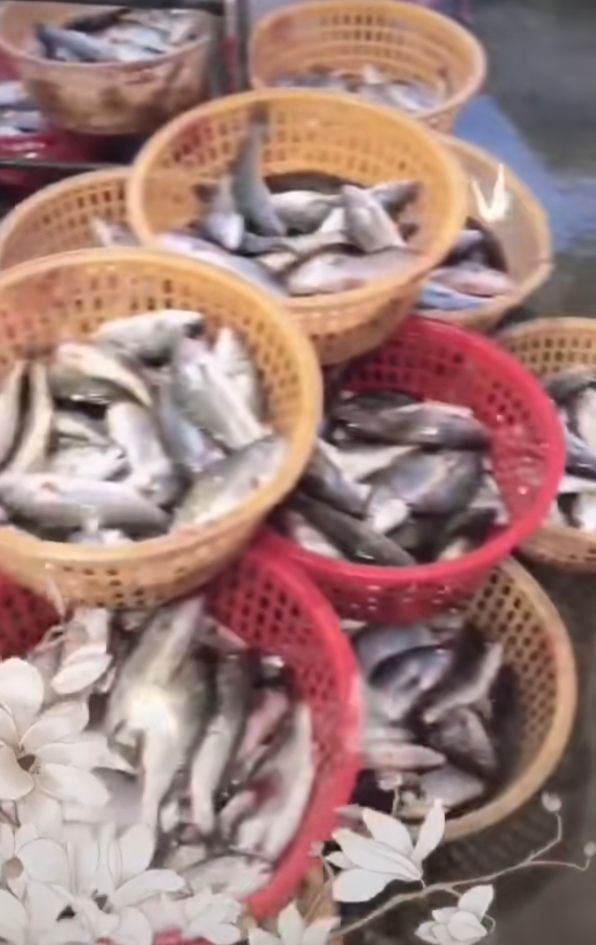 虾池鱼排春子鱼冰鲜