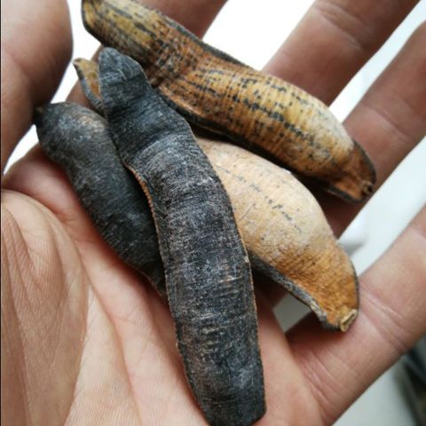 熟水蛭 炙水蛭 炒水蛭 烫水蛭干 制水至中药材蚂蝗正品