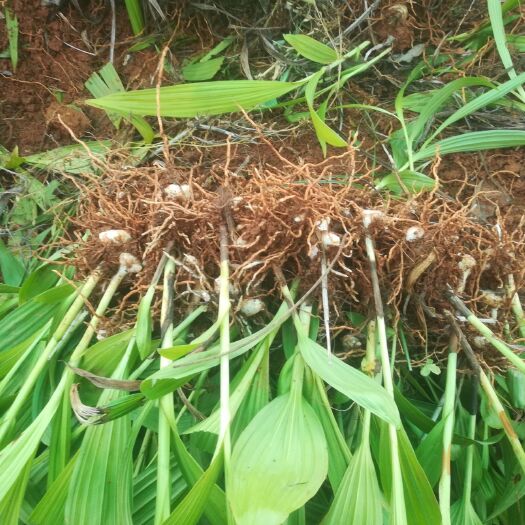 弥勒市白及 白芨大苗
