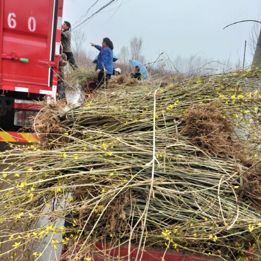泰安东北连翘苗 山东泰安出售丶工程龙柏丶小叶复脏腾丶爬山虎凌霄丶常春藤丶卫予