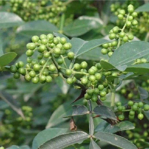 德江县青花椒 各类花椒出售