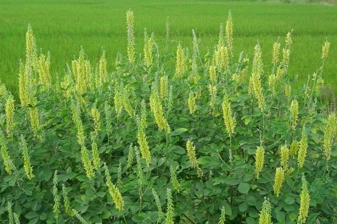 木豆种子  猪屎豆种子  植物盐碱地贫瘠高速护坡植物猪屎豆种