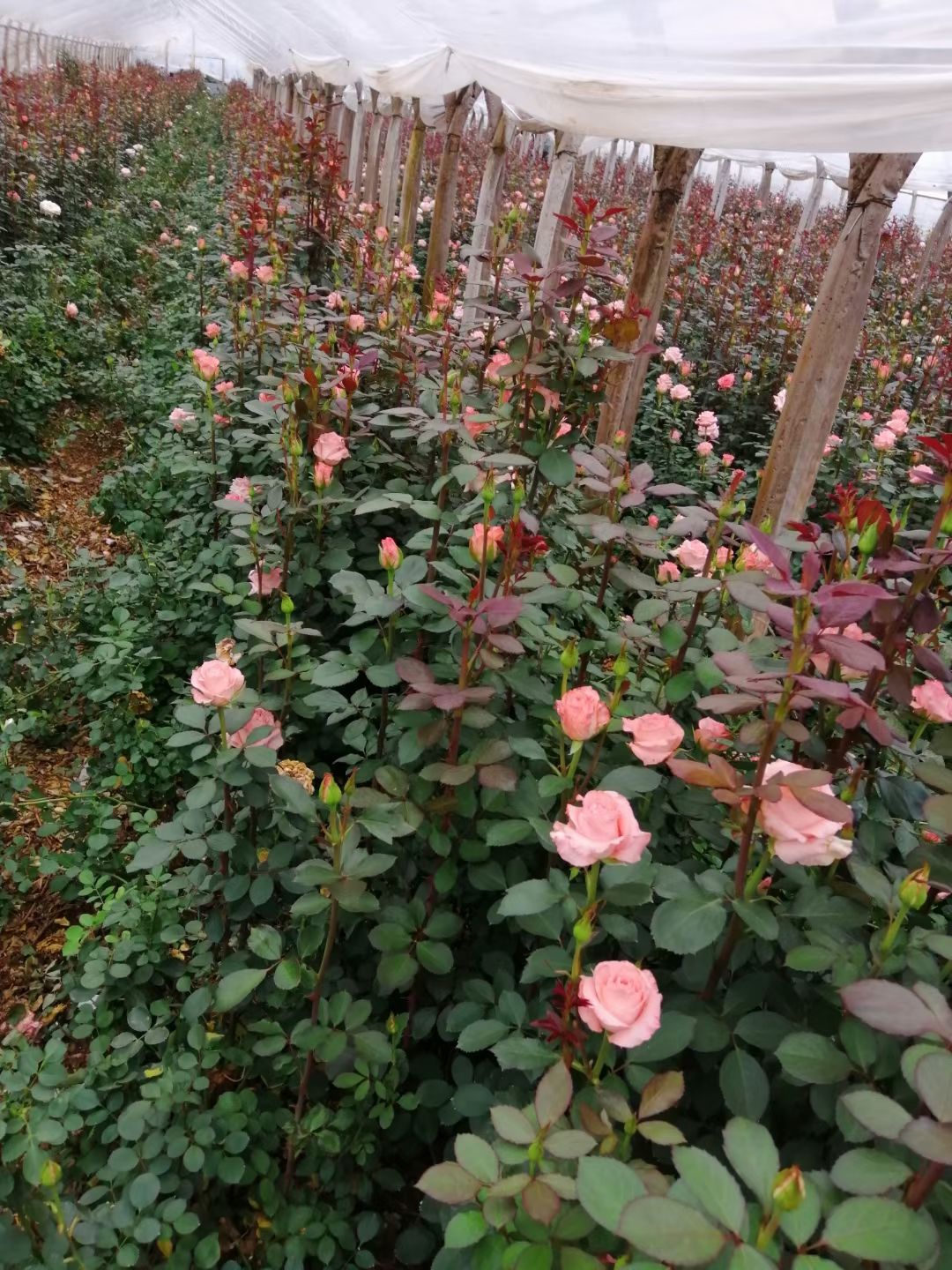 大花月季苗 戴安娜 花色漂亮 品种纯正 基地直发 量大从优！