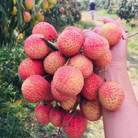 河口县三月红荔枝 荔枝