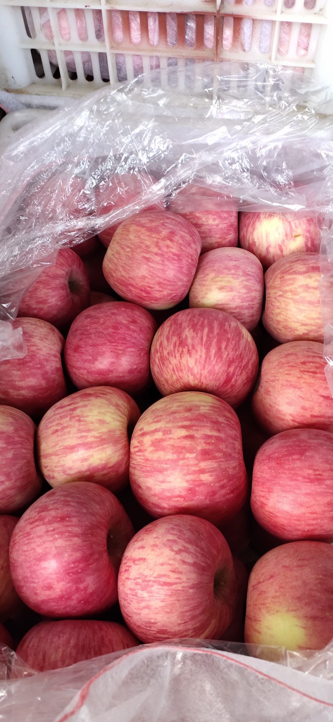 山东红富士苹果低价出售
