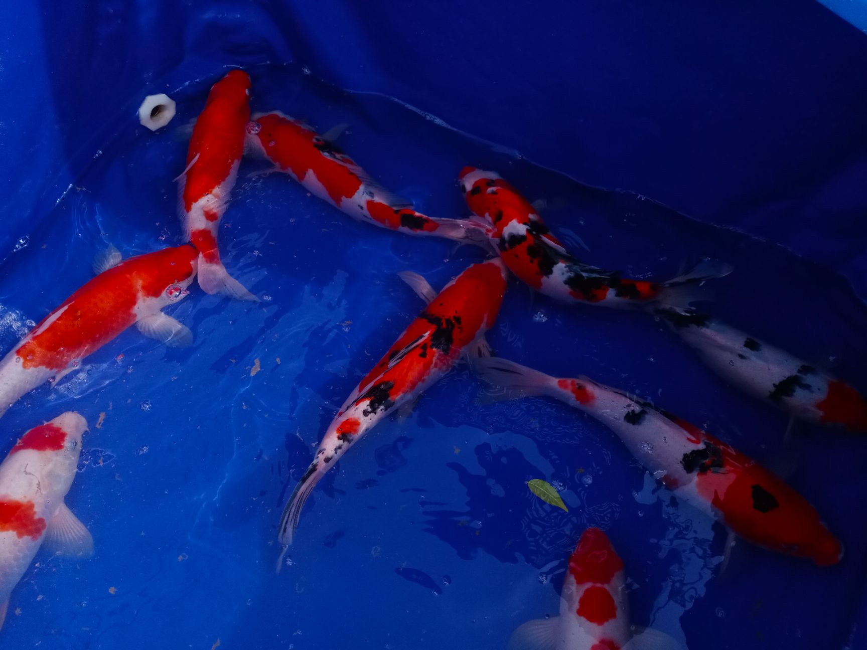 红白锦鲤  自家锦鲤鱼塘 三色 红白段 白金锦鲤