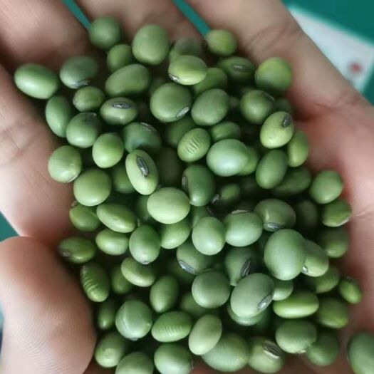 临沂大豆  干青豆 大粒 /小粒  绿大豆双青豆做酱菜 泡菜芽苗