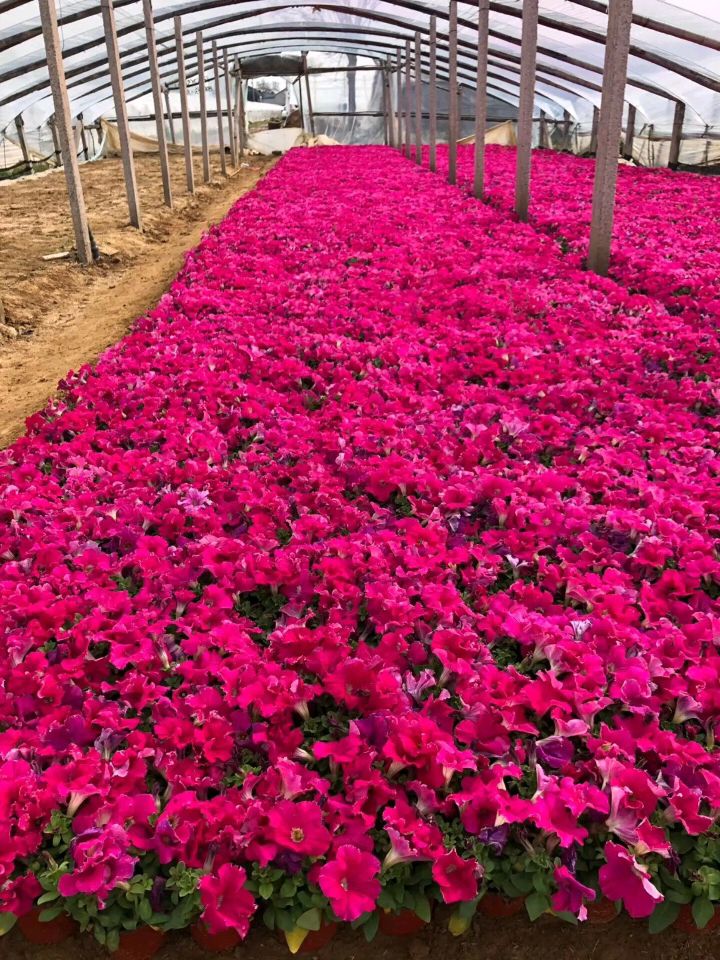  矮牵牛，绿化布景观赏用