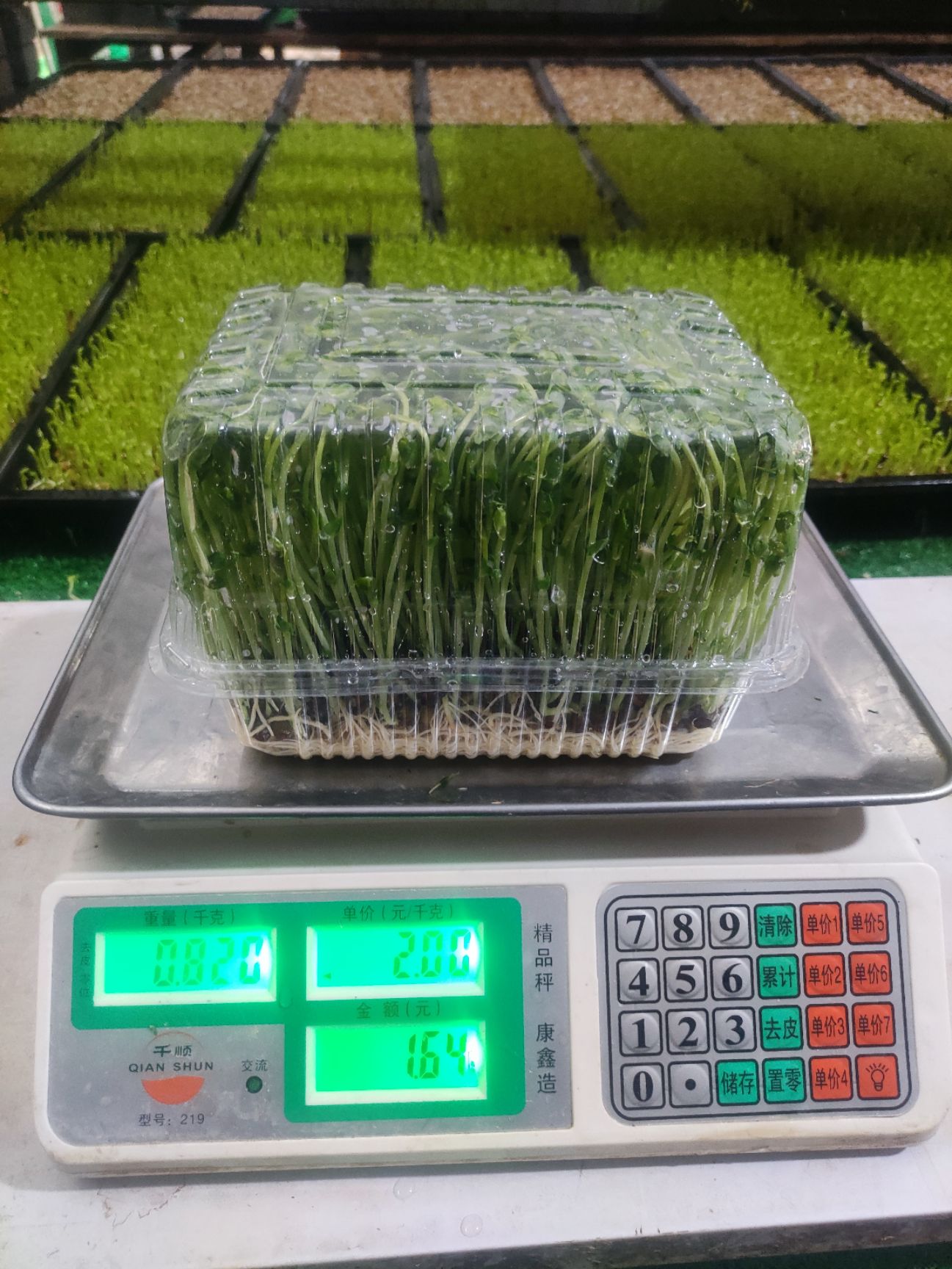 豌豆苗  绿色无公害芽苗菜