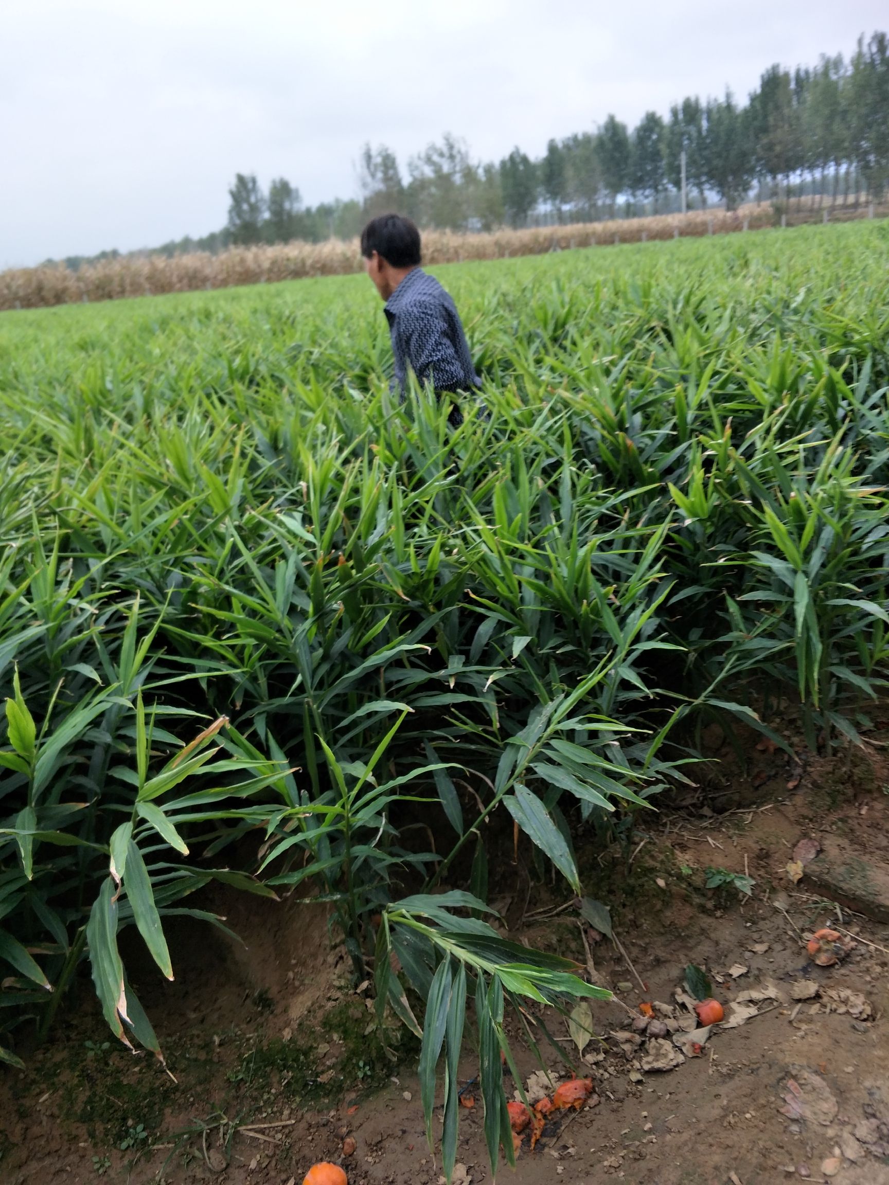【姜种】高产姜种 催芽姜种 山农一号 保出芽率技术支持