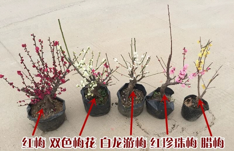  西府海棠垂丝海棠北美海棠花盆栽地栽庭院种植四季名贵海棠花树苗