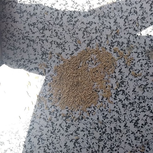 淮滨县稻谷 杂交水稻