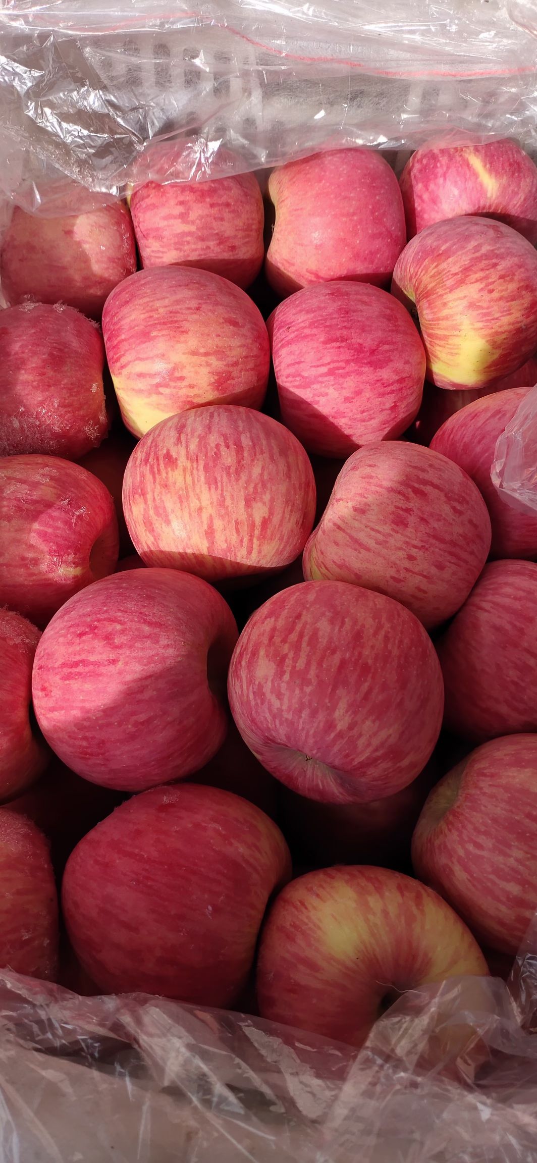 山东红富士苹果低价出售