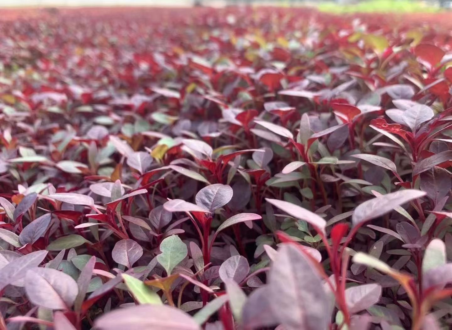 甜菜苗特色芽苗菜盘饰苗菜基地供货