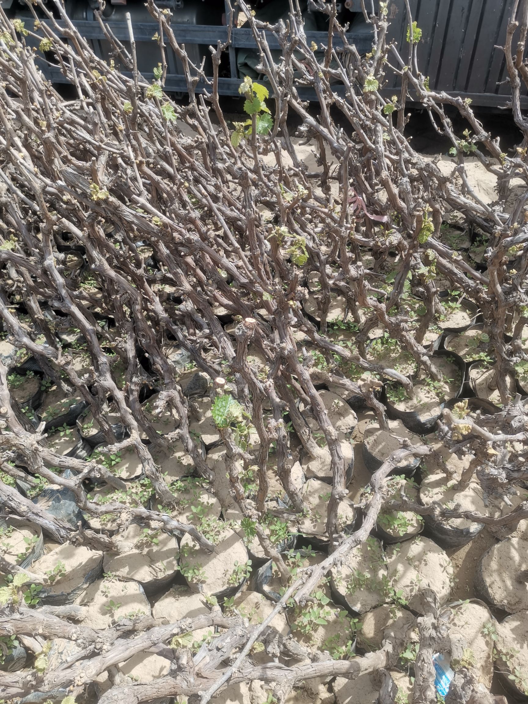 葡萄盆栽  营养杯葡萄树