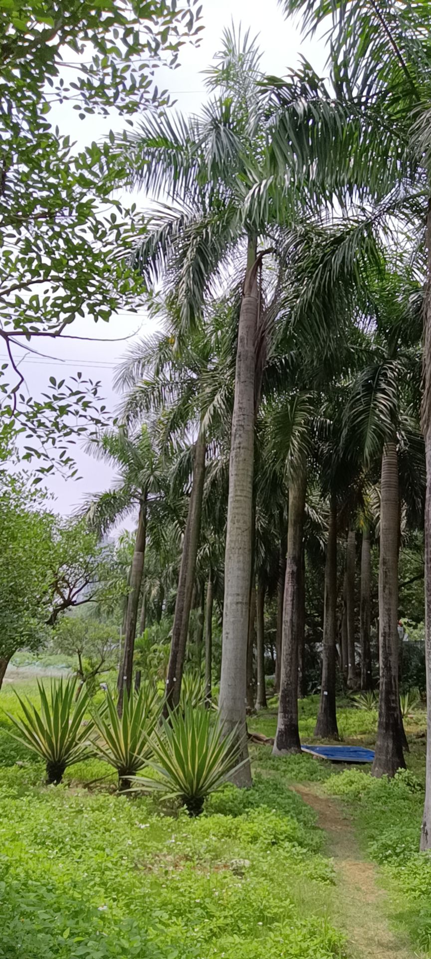 大王椰子树  大王椰树