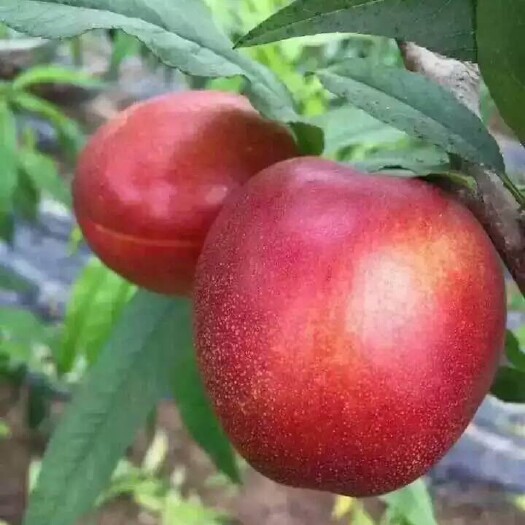 砀山县油桃中油4号四八系列