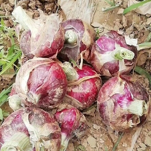 通许县红皮洋葱  早熟洋葱