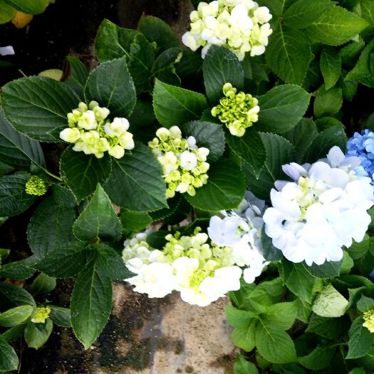 漳平市无尽夏绣球  精品绣球    叶子常年绿青，花苞常年开