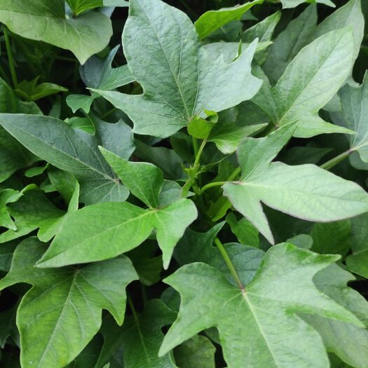 临沂苏薯8号红薯苗  济薯26红薯苗，板栗薯脱毒苗，黄心脱毒苗