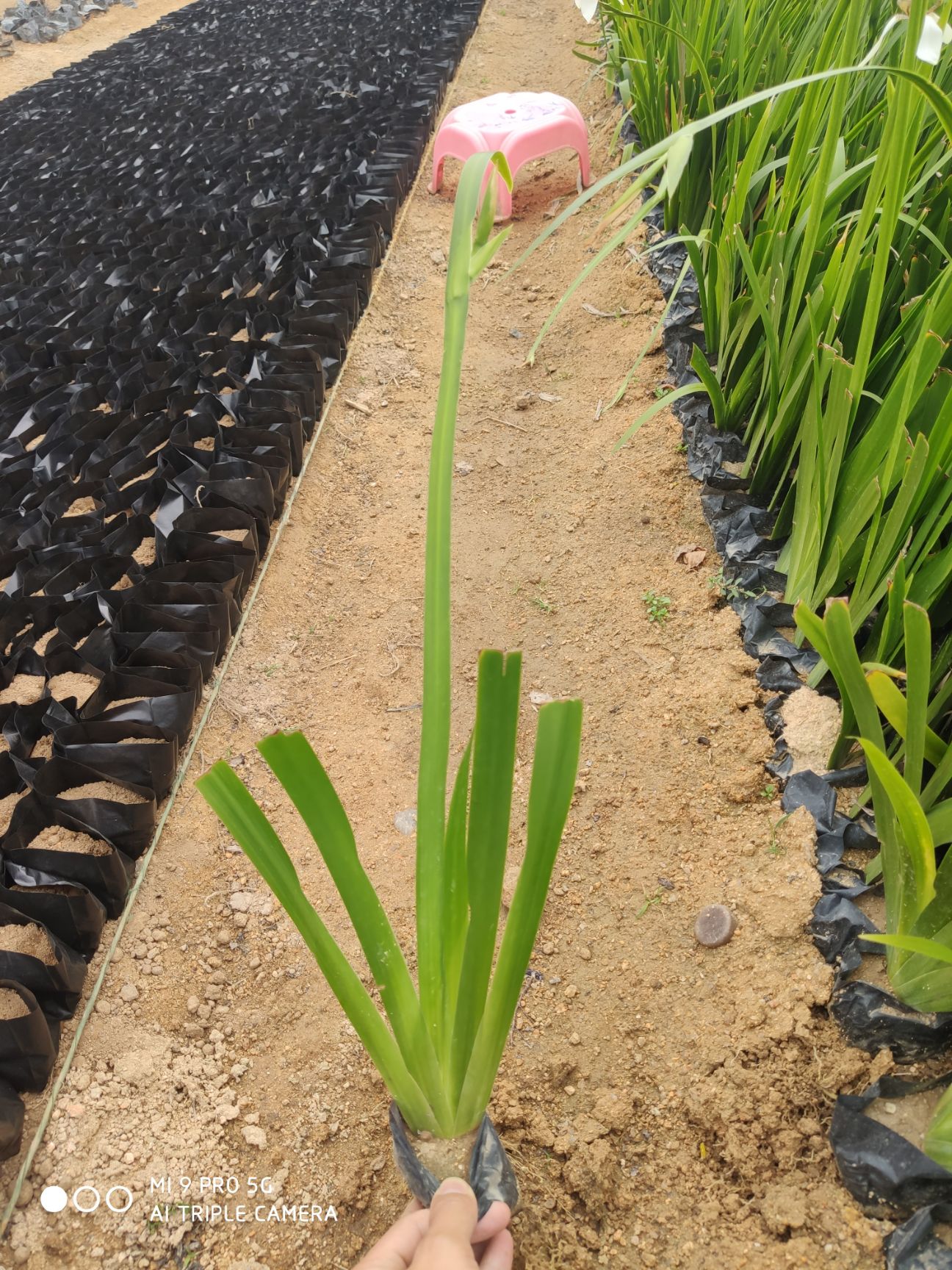 鸢尾绿化小苗福建漳州苗木基地