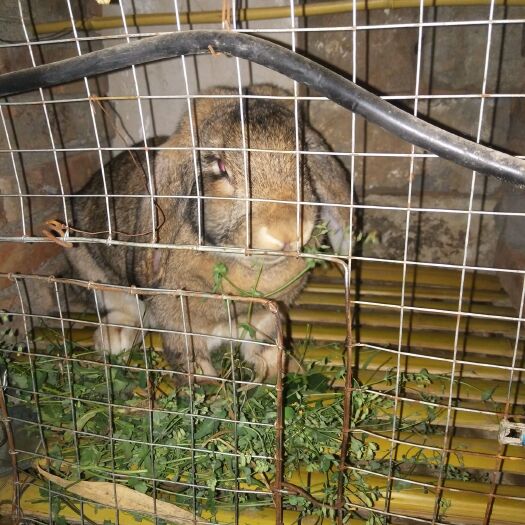 武安市法国纯种公羊兔