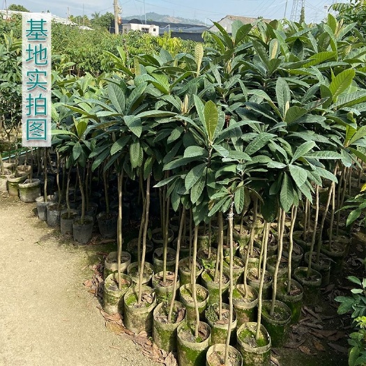 普宁市枇杷树苗 枇杷苗