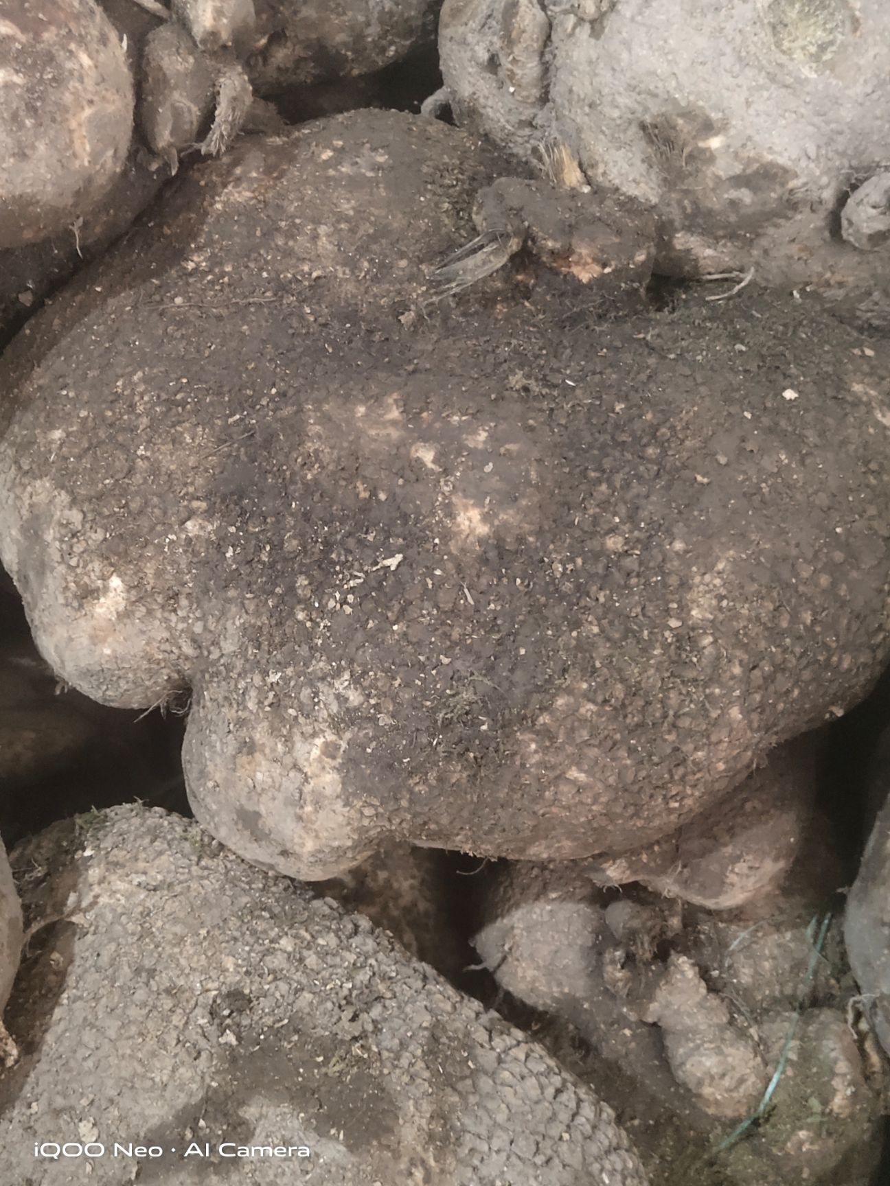 蛇莲 大货鲜货好货