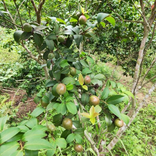 灵山县油茶穗条 