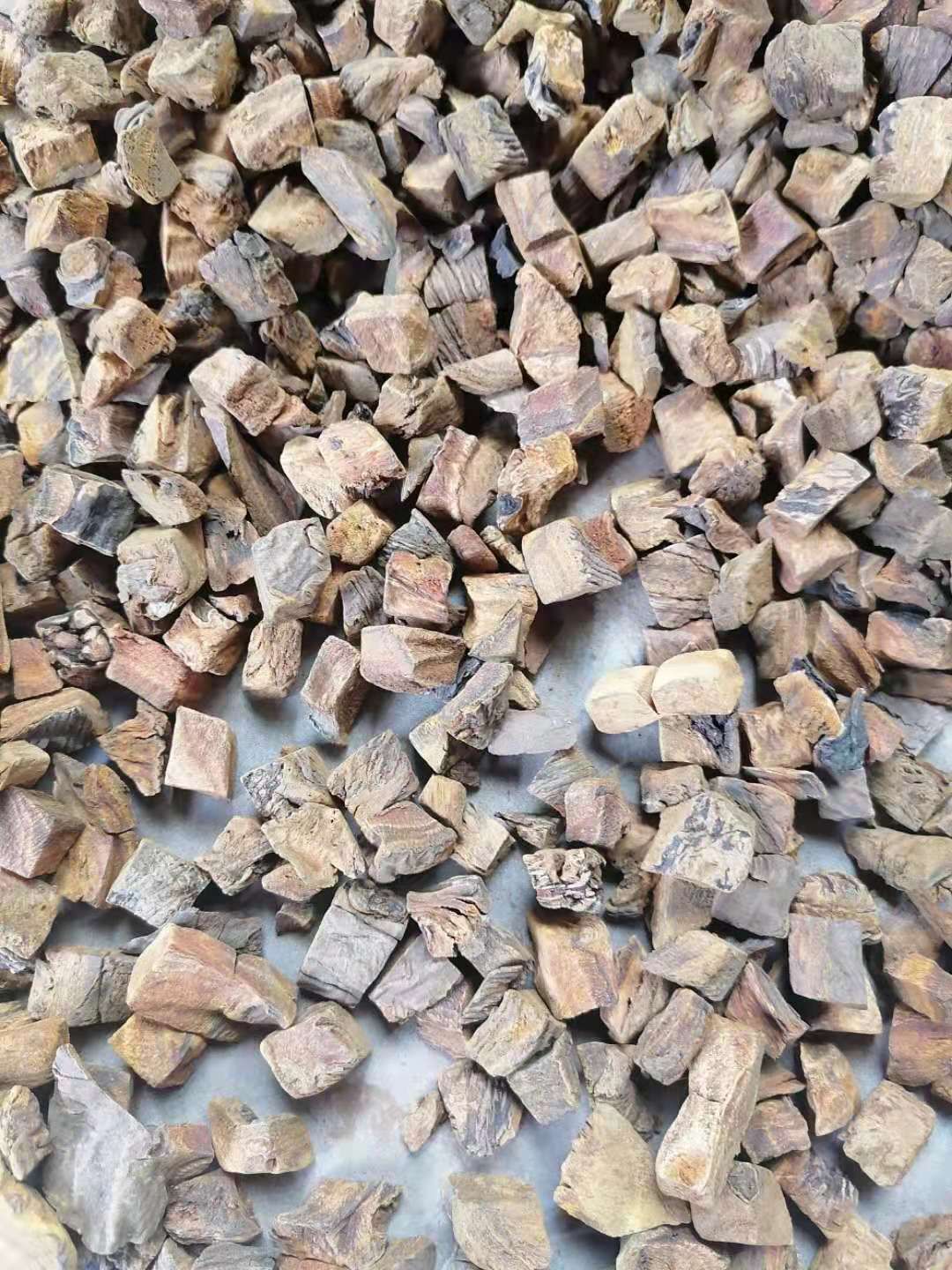 唐古特大黄