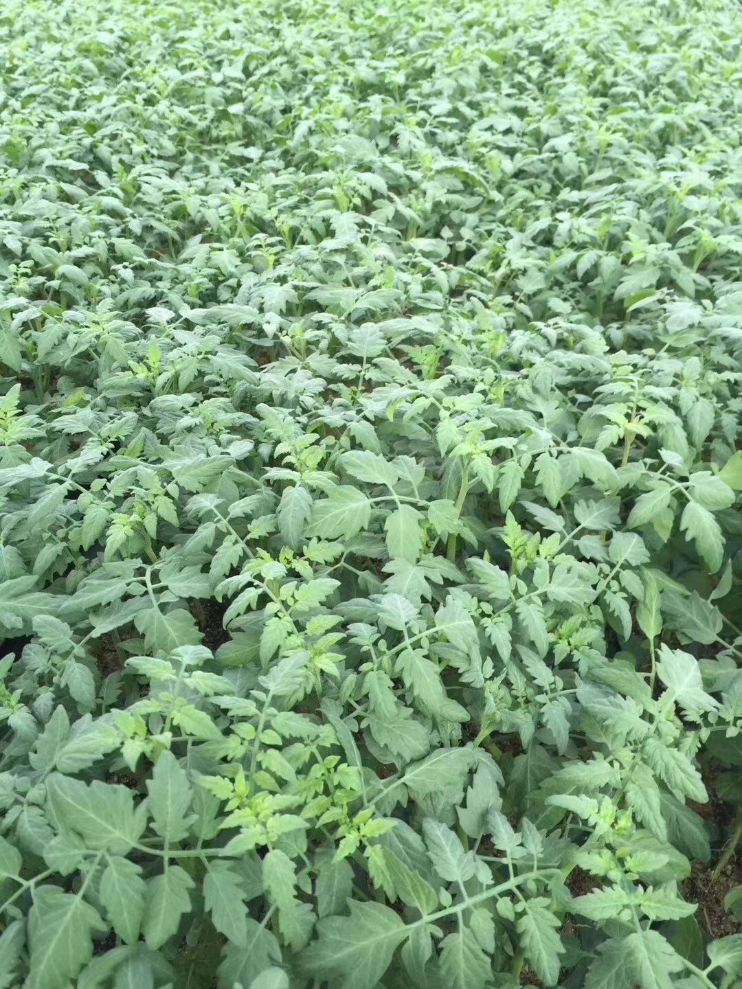 广西育苗基地，直供嫁接千禧圣女果苗，品质保证，代育加工订购