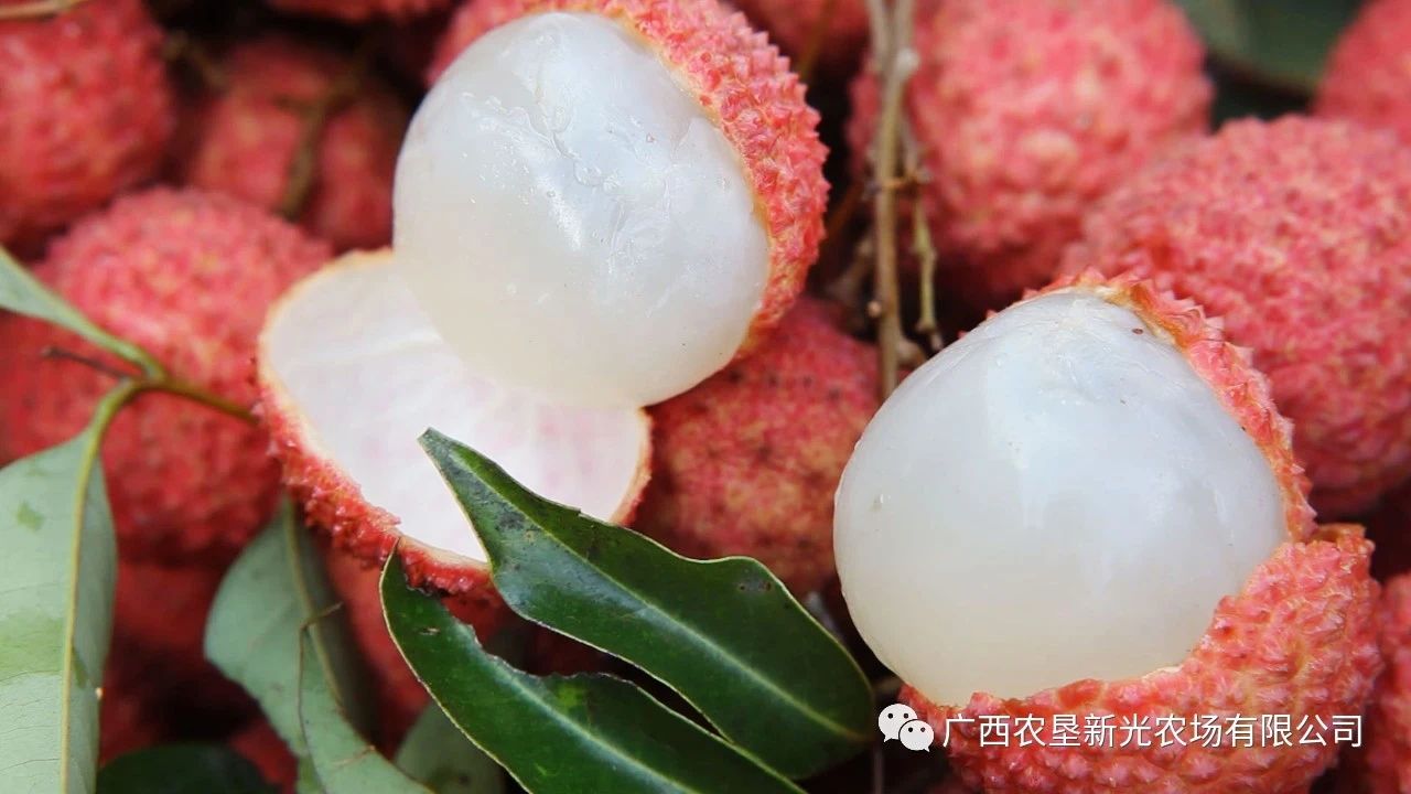 桂味荔枝  广西高山荔枝，25年老树中国荔枝获奖者