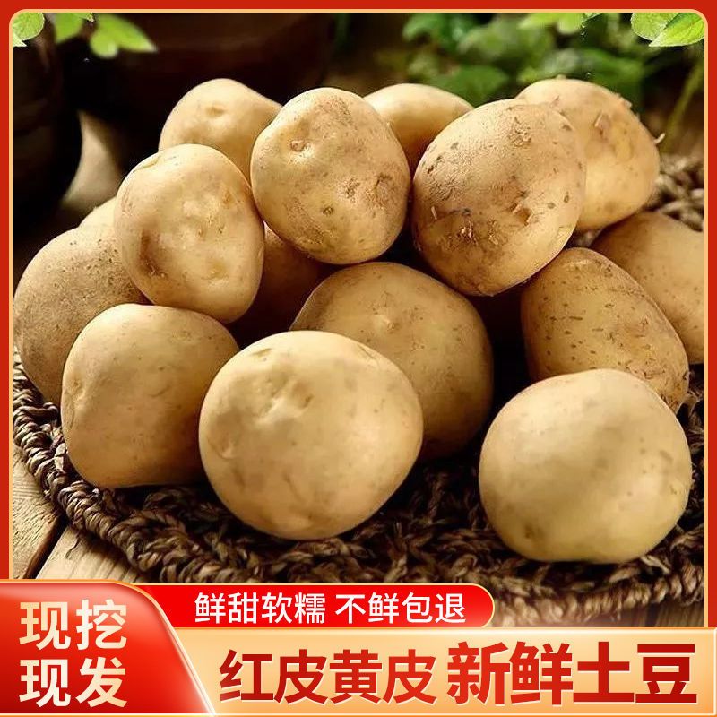 云南土豆新鲜现挖黄心/红皮黄心老品种马铃薯洋芋批发